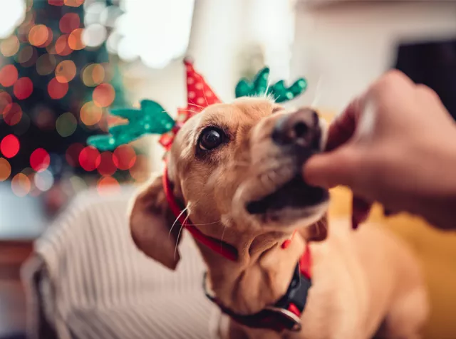 Christmas dog wearing antlers