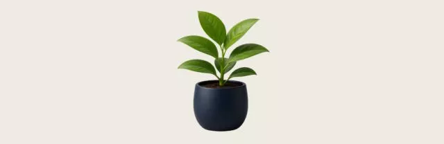 pot mobile